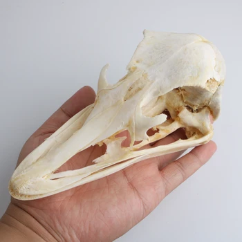 

Struthio camelus Ostrich Skull Specimens Collection Animal Taxidermy