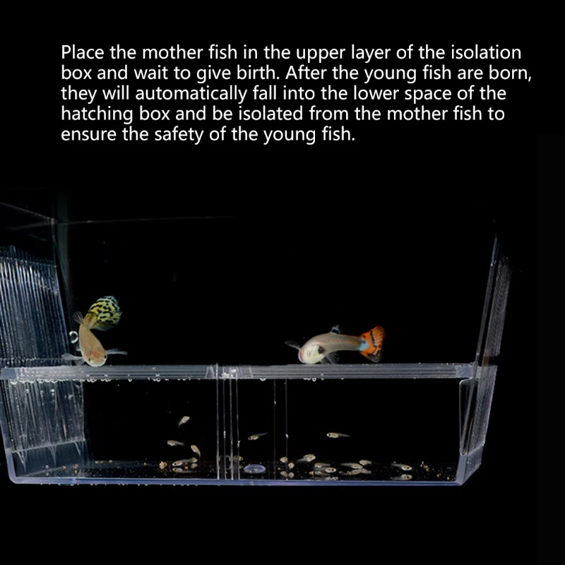 Title 9, Fish Breeding Box Clear Isolation Box Aquarium ...