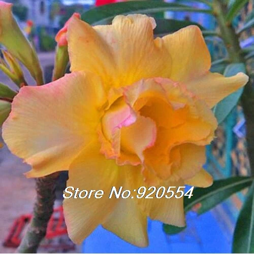 Импортные 5 шт. смешанные цвета натуральная Adenium obesum пустынная Роза-DIY домашний сад - Цвет: 9