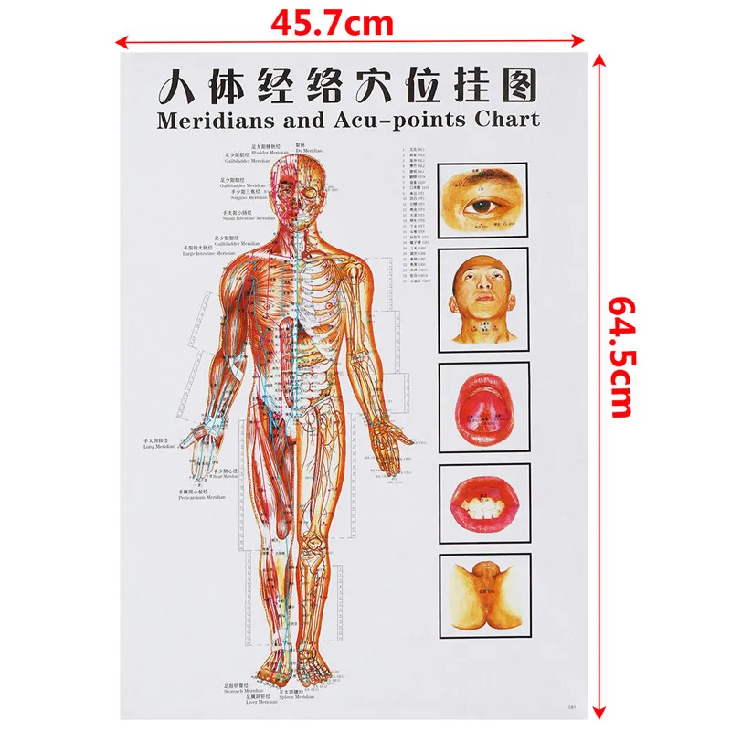 body 1 1 шт./компл. акупунктурный массаж точки карту на китайском и английском языках «Меридиан» биологически активные точки Плакаты Таблица Настенная карта для медицинской учебной - Цвет: body 1