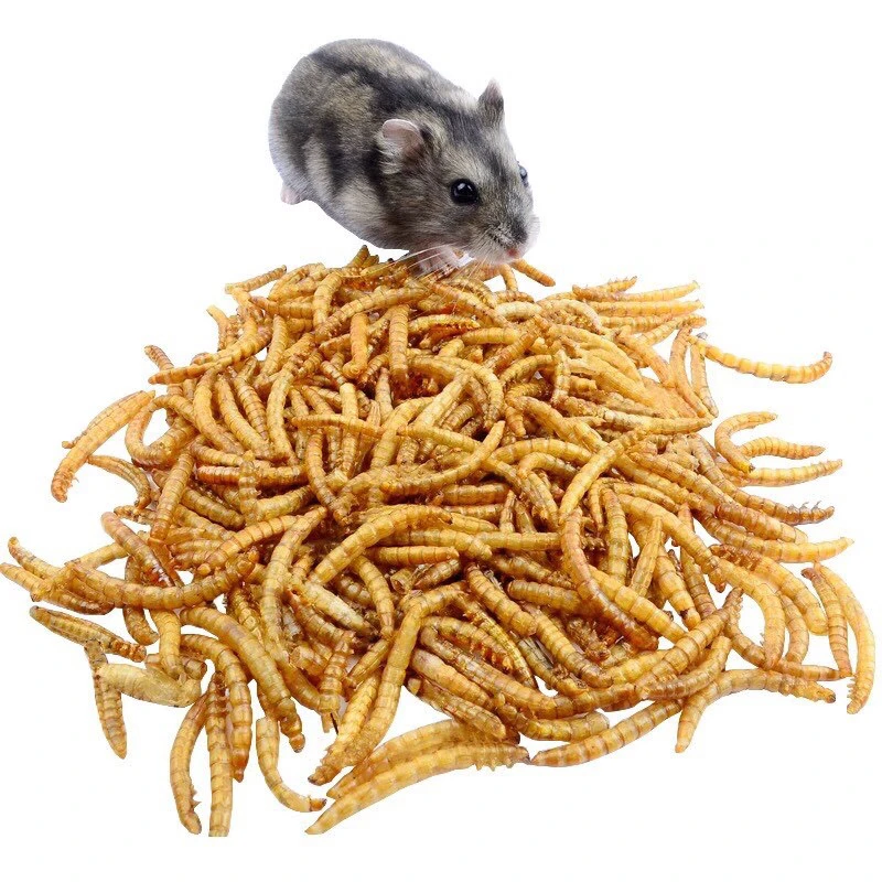 Can Dwarf Hamsters Eat Mealworms