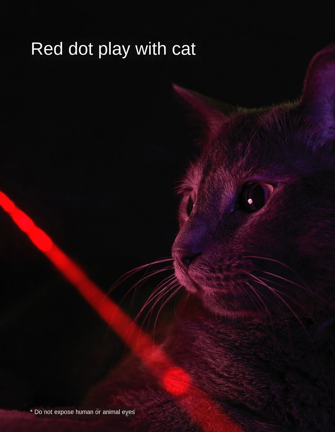 Pointeur laser Moving Light pour chat