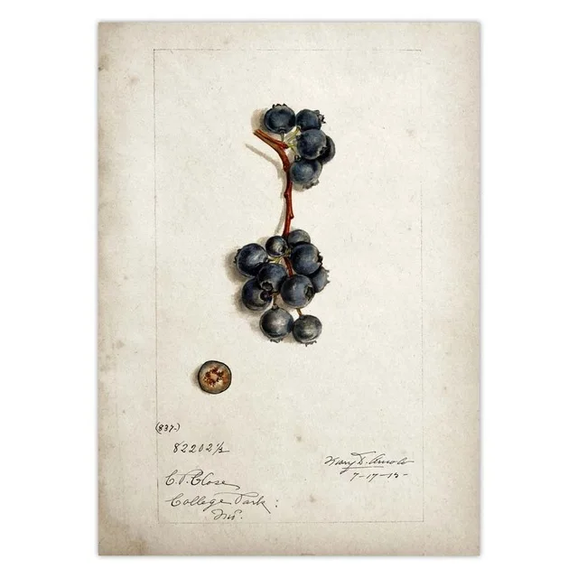 Fruit-Kitchen-Poster-Vintage-Poster-Antique-Print-Pear-Apple-Orange-Pineapple-Wall-Art-Decorative-Picture-Painting.jpg_.webp_640x640 (4)