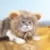 Милый Лев Грива Кошка Парик Смешная Одежда Для Домашних Животных Собака Кошка Шапка Шляпа Необычный Костюм Косплей Платье с Ухом Партия Интерактивные Игрушки Зоотовары