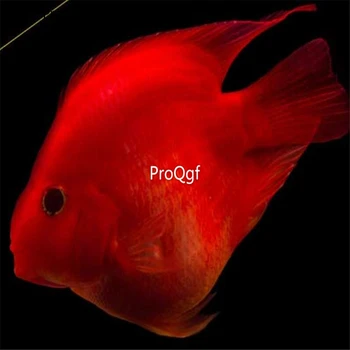 

Ngryise 1Pcs A Set Amphilophus citrinellus