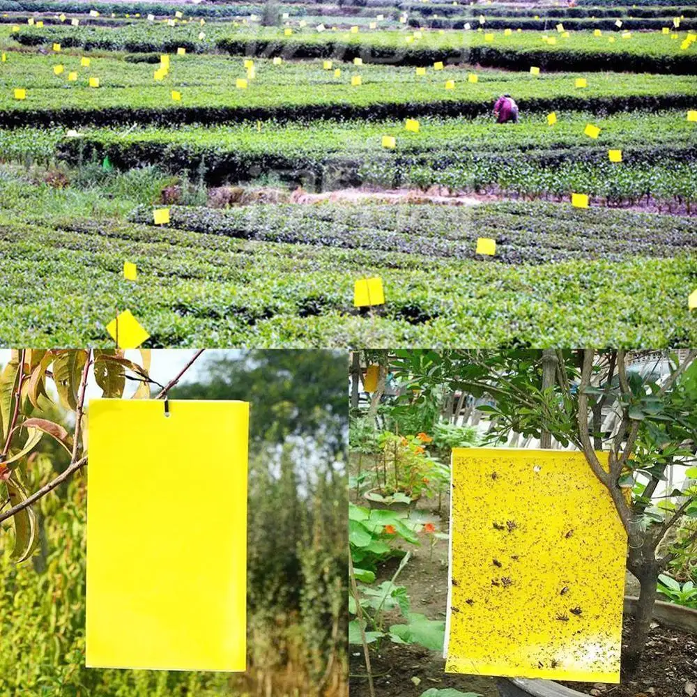 Strong Flies Traps Bugs Sticky Board Catching Aphid Insects Pest Killer Fly Trap