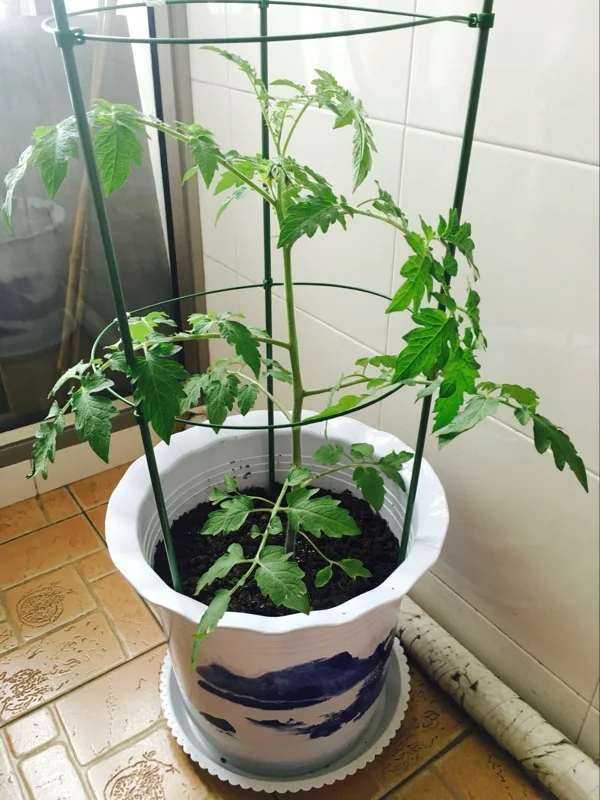 TB2jTJzqXXXXXX4XpXXXXXXXXXX_!!0-rate