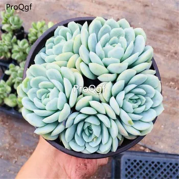 

Ngryise 1Pcs A Set lemon berry succulent