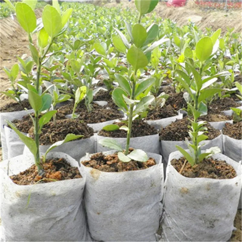 Grow-Bags Seedling-Pots Biodegradable Plant Aeration Fabric Non-Woven 100pcs Eco-Friendly