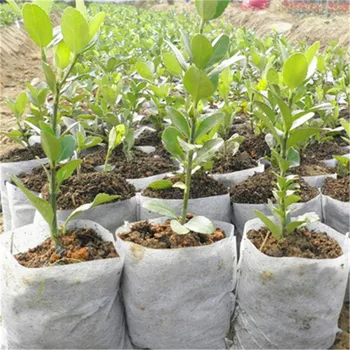 

100pcs 8*10cm Biodegradable Non-woven Nursery Bags 10x12cm Plant Grow Bags Fabric Seedling Pots Eco-Friendly Aeration