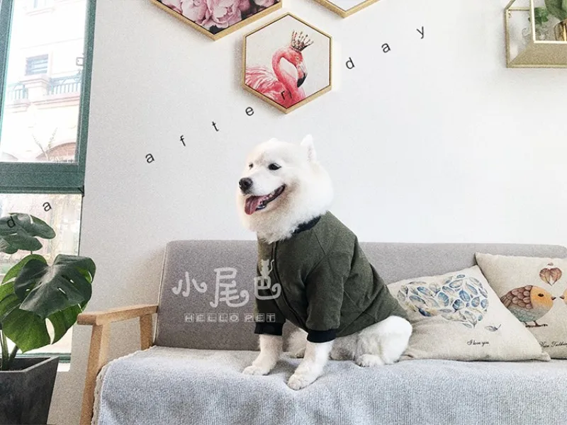 big dog clothes jacket (6)