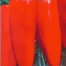 200 шт супер большой красный бонсай из растения сладкого перца Высокое качество паприка