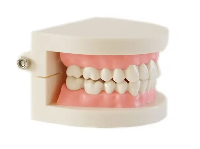  Dental denture model gums standard audlt teeth model Medical teaching tool Teeth model instructiona - 4000608707095