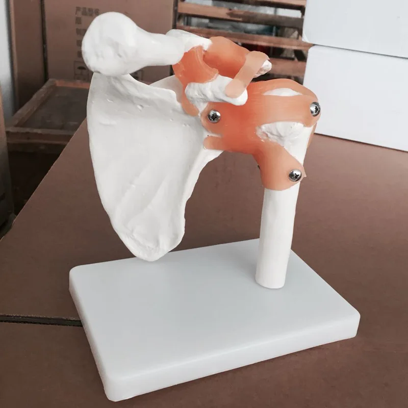 Life-Size Shoulder Joint Model With Ligaments Simulator Medicine Student Medical Science Teaching Sources Supply BIX-A1023