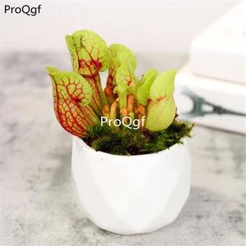 

Prodgf 2Pcs A Set Sarracenia