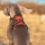 Truelove Pet Светоотражающая Нейлоновая Собачья Упряжь Без Тяги Регулируемая Средняя Большая Непослушная Собака Жилет Безопасность Автомобильная Свинцовая Ходьба Бег