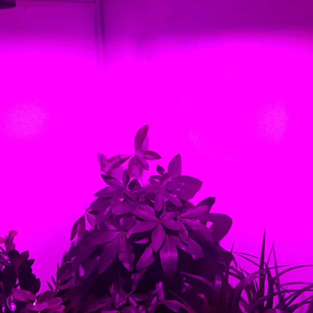 Cooling Fan Full LED Yard Garden Greenhouse 60W Hydroponic Professional Bonsai Plants Flower Grow Light Aquarium