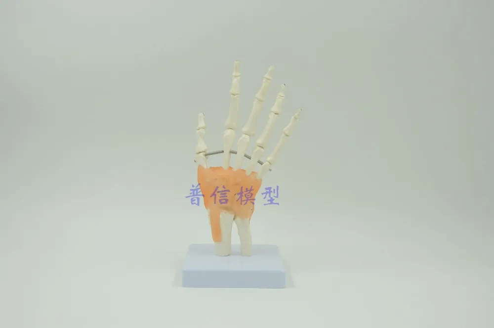 Human hand model hand skeleton model with ligament Medical Science teaching supplies
