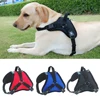 Pet Products