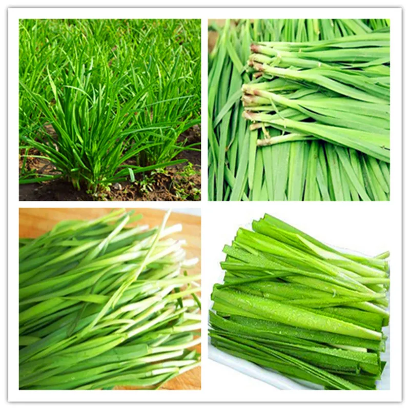 

100pcs Large - leaved Chinese chive continuous harvest Warming liver and kidney courtyard balcony potted vegetable bonsai