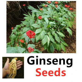 

[S-E-E-D]Ginseng seeds,korea red ginsengHIgh germination rate >90%,He Shou Wu [not receive,return money]