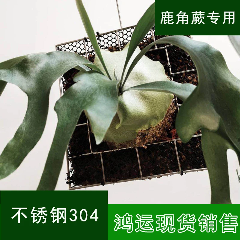 Staghorn Fern Hanging Basket Stainless Steel Plant Box 304 Thailand
