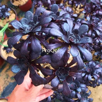 

Ngryise 1Pcs A Set Aeonium arboreum Zwartkop cluster