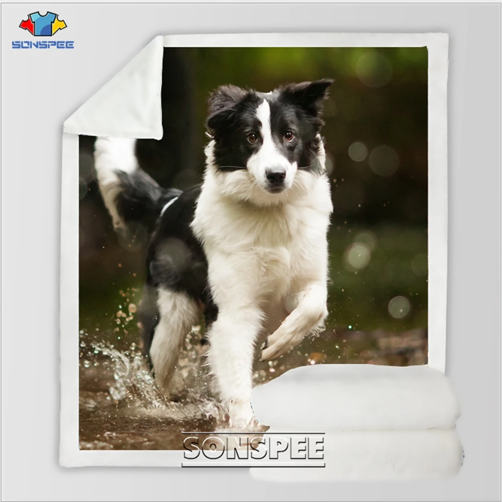 Border Collie 11