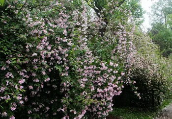 

Kolkwitzia Amabilis Linnaea Amabilis Wei-Shi