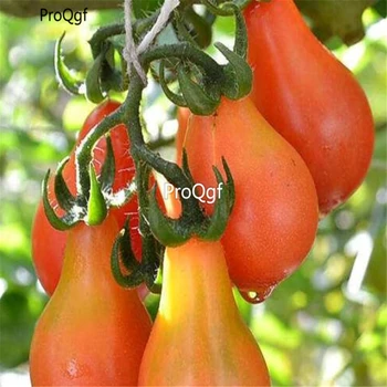 

Ngryise 3000Pcs A Set Red Pear Tomato Solanum lycopersicum