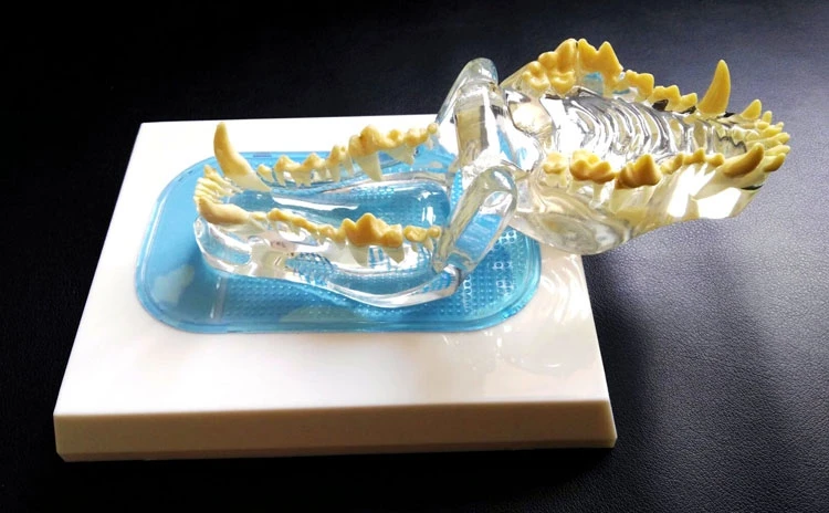 anatomical-canine-pathology-jaw-model-medical-dog-mouth-and-teeth-anatomy-clear-canine-jaw-anatomical-model-veterinary-teaching