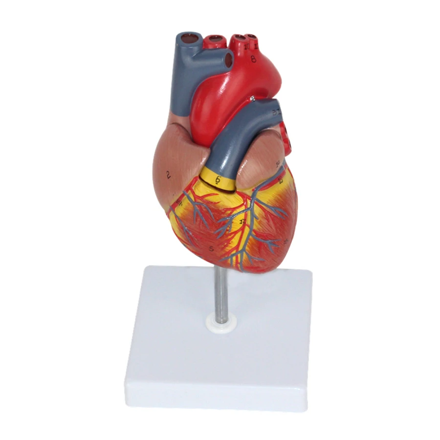 

1:1 Life Size Human Heart Model Disassembled Anatomical Human Heart Model Used In Anatomy Medical Teaching Tool With Number Mark