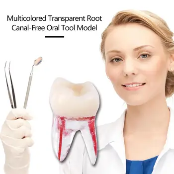 

1pc 1:1 Resin Dental Endodontic Tooth Model With Colored Root Canal and Pulp Model Dentist Tools for Student Study Practice New