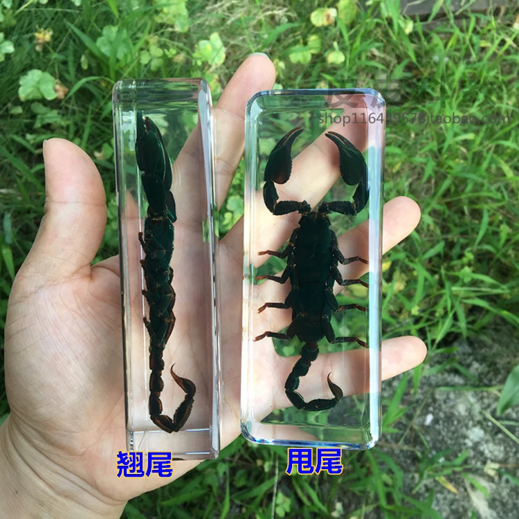 Resin Insect Specimen Handicraft Centipede Spider Beetle Scorpion Biological Sample  Boy Gift miniature brass figurines