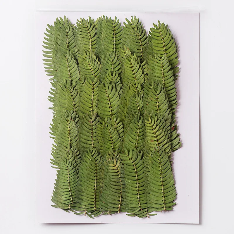 

120pcs Pressed Dried Flower Sesbania Cannabina Leaf Herbarium For Epoxy Resin Jewelry Making Bookmark Face Makeup Nail Art Craft