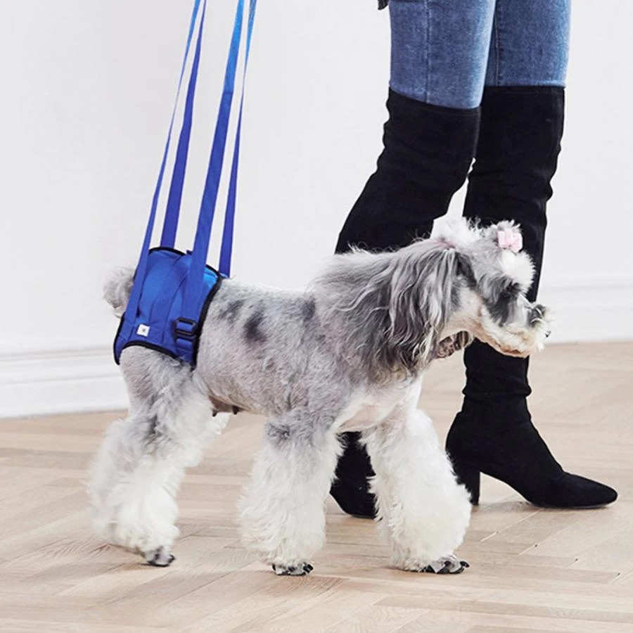 Alexander Graham Bell Duwen Ijver Verstelbare Uitgeschakeld Hond Ondersteuning Walking Helpen Harnas Dog  Training Leash Hond Achterpoten Ledematen Revalidatie Outdoor Sport  Riem|Riemen| - AliExpress