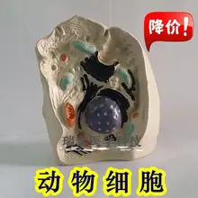 

human model Animal cell Nuclear amplification model organelles Cell microstructure free shipping