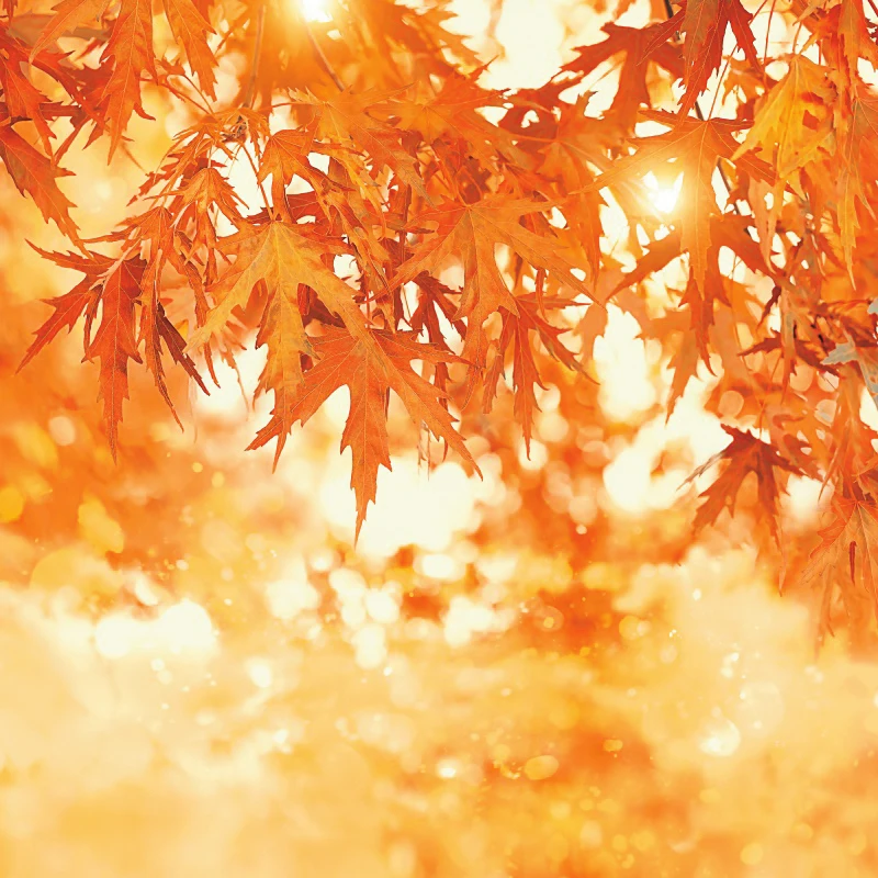 

Laeacco Autumn Yellow Maples Tree Leaves Sunshine Light Bokeh Party Baby Scenic Photographic Background Photo Backdrop Photocall