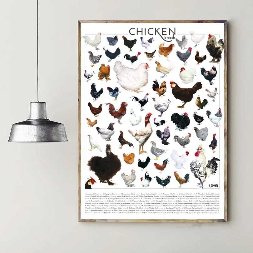 

Home Decor Wall Artwork Chicken Breeds Canvas Painting Print Animal Posters Modular Nordic Picture Cuadros For Bedroom Framework