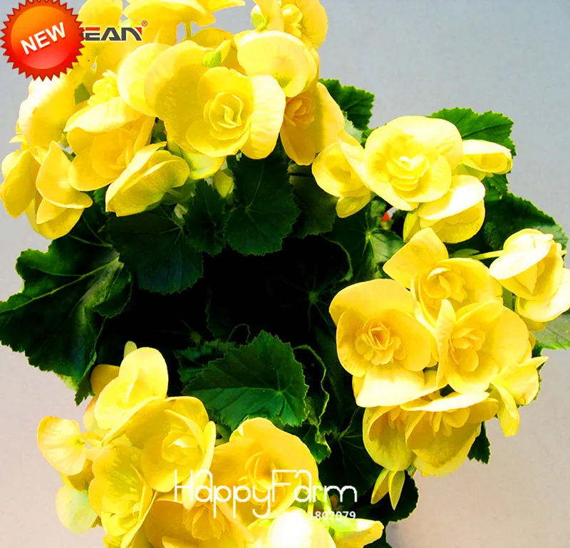 Горячая Распродажа! 100 Плант/лот желтая Бегония сад настоящий Malus Spectabilis Флорес Бегония в горшке бонсай растения плантасы,# 3BD7KA