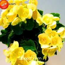 Горячая Распродажа! 100 Плант/лот желтая Бегония сад настоящий Malus Spectabilis Флорес Бегония в горшке бонсай растения плантасы,# 3BD7KA