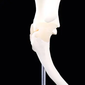 

Dog Canine Shoulder Joint Model Veterinary Teaching Research Skeleton Halloween