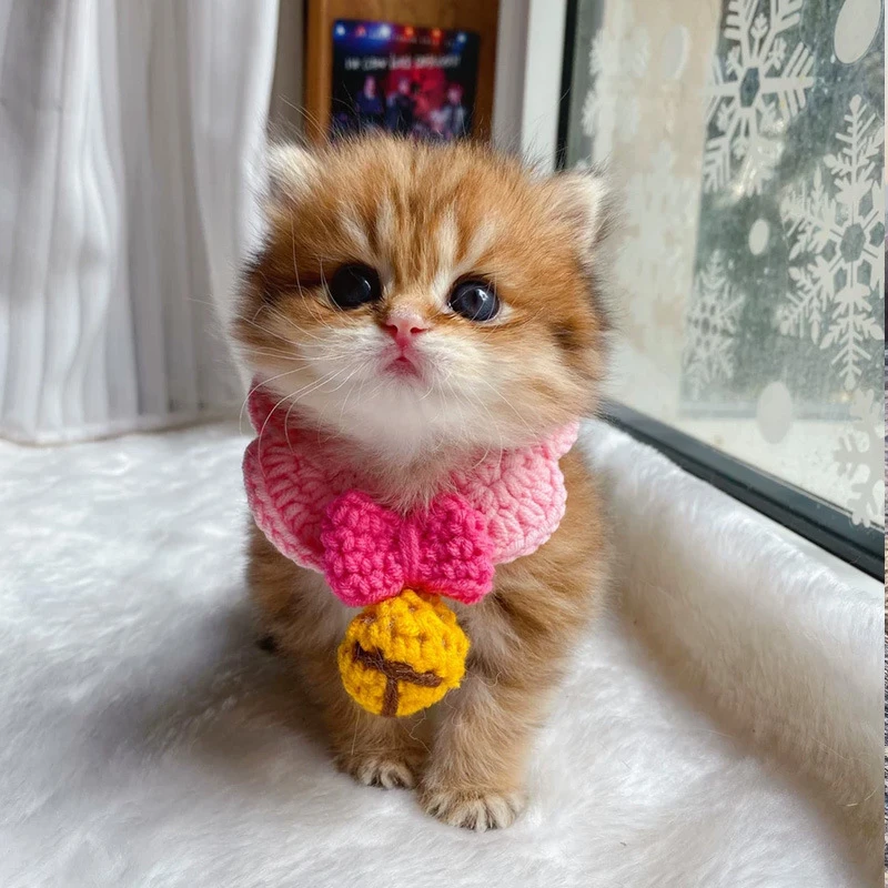 Collier En Laine Crochete Pour Chat Mignon Bandana Doux Nœud Papillon Accessoire Pour Animal De Compagnie Petit Chaton Rose Aliexpress