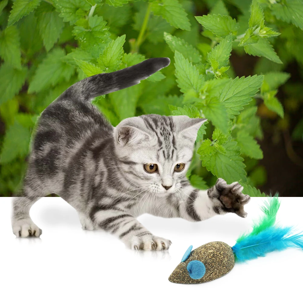 catnip aliexpress