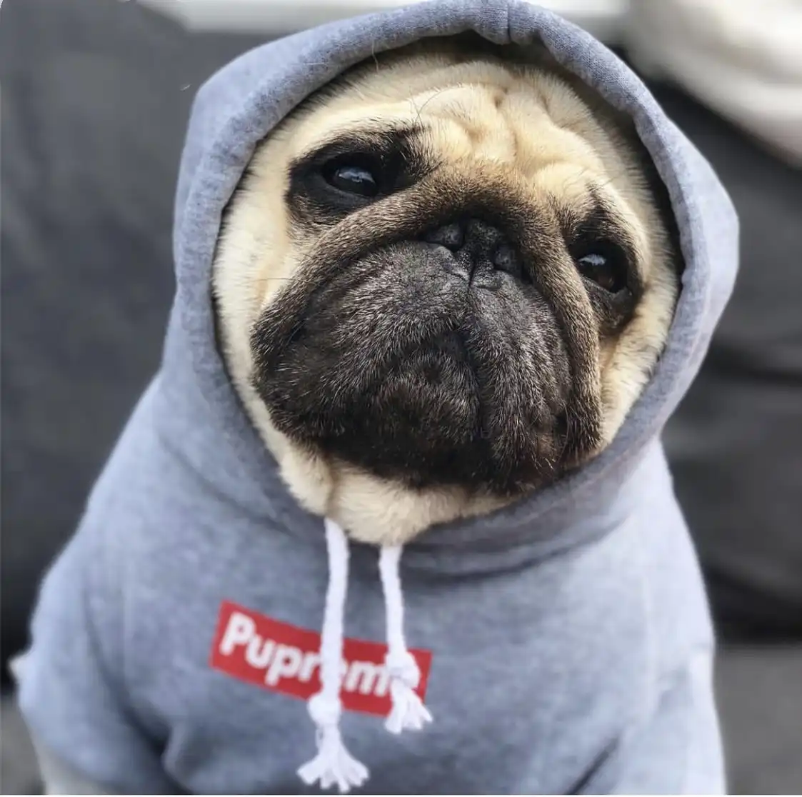 pugs in hoodies