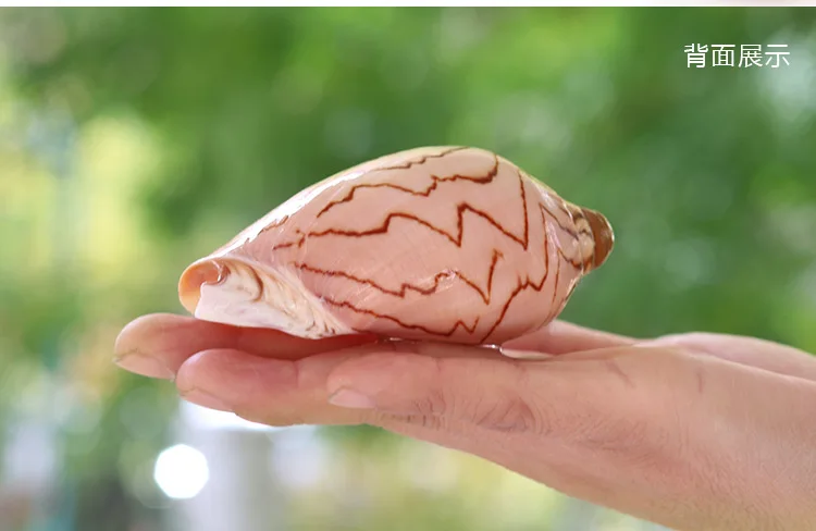 Scenic Conch Shell Conch Micro-Scenic DIY Mediterranean Drifting Bottle Platform Tank Aquarium Landscape Decoration Ornaments