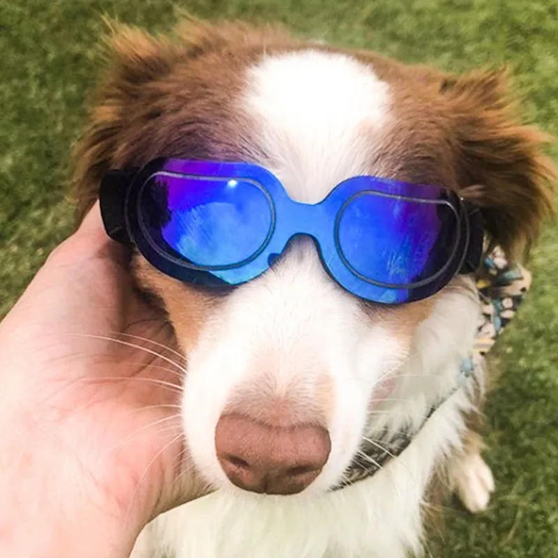 Stylish Sunglasses for Dogs