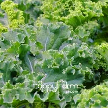 100 шт Новое поступление! капуста, овощной бонсай | вкусная немецкая реликвия капуста для красивого двора растение для дома и сада