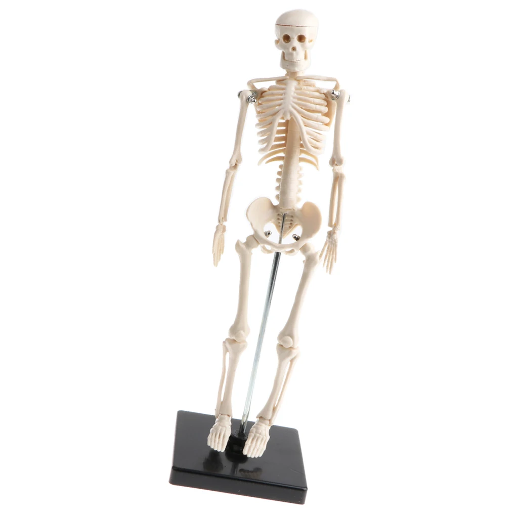 modelo de esqueleto de criança humana com de removível brinquedo educacional para crianças para estudo