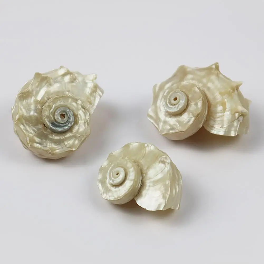 Natural Shell Ornaments Mediterranean Seashells Decorative Large Sea Specimen Thorn